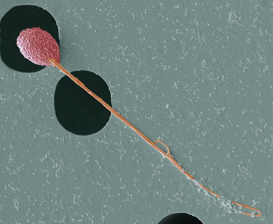Представитель Семейства Oceanospirillaceae